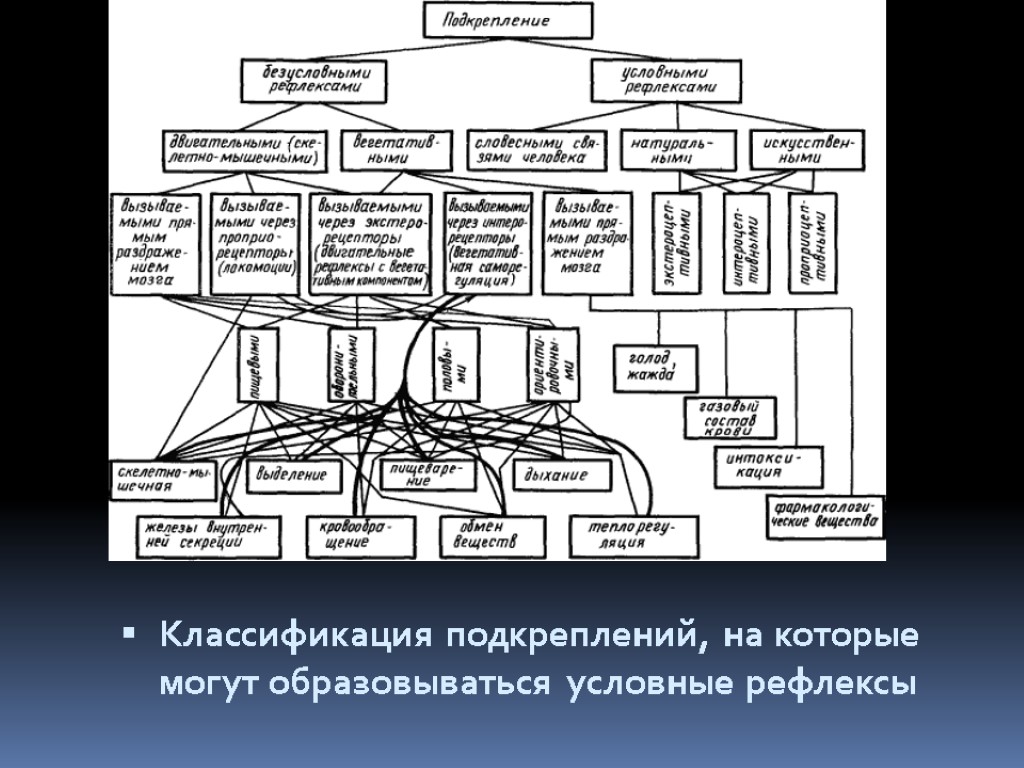 Классификация подкреплений, на которые могут образовываться условные рефлексы